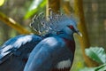 Bird,Victoria Crowned Pigeon - Goura victoria,Animal,Wildlife. Royalty Free Stock Photo