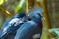 Bird,Victoria Crowned Pigeon - Goura victoria,Animal,Wildlife. Royalty Free Stock Photo