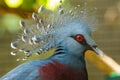 Bird,Victoria Crowned Pigeon - Goura victoria,Animal,Wildlife. Royalty Free Stock Photo