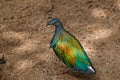 Bird,Victoria Crowned Pigeon - Goura victoria Royalty Free Stock Photo