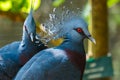 Bird,Victoria Crowned Pigeon - Goura victoria Royalty Free Stock Photo