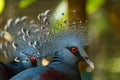 Bird,Victoria Crowned Pigeon - Goura victoria Royalty Free Stock Photo