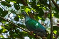 Bird,Victoria Crowned Pigeon - Goura victoria Royalty Free Stock Photo