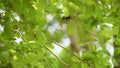 Bird violet cuckoo on a tree in a nature wild