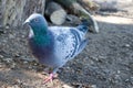 Pigeon on the garden Royalty Free Stock Photo