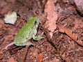 Bird-Voiced Treefrog (Hyla avivoca) Royalty Free Stock Photo