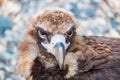 Bird Vulture closeup day. Head Royalty Free Stock Photo