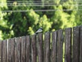 Bird Wagtail on the fence under the wires Royalty Free Stock Photo