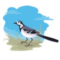 Bird wagtail going through the grass, walks. Vector illustration of animal