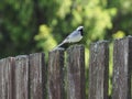 Bird Wagtail on the old fence Royalty Free Stock Photo