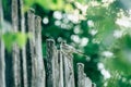 Juv Wagtail closeup sitting on a fence among the trees Royalty Free Stock Photo