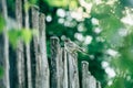 Juv Wagtail closeup sitting on a fence among the trees Royalty Free Stock Photo