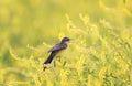 bird Wagtail sitting on a flowered summer meadow clover a Royalty Free Stock Photo