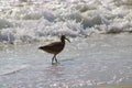 Bird walking on the beach with with ocean water rolling in Royalty Free Stock Photo