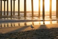 Bird Walking Beach Shore under Pier at Sunset Royalty Free Stock Photo