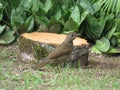 A bird walking on grass- SabiÃÂ¡ Royalty Free Stock Photo