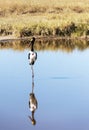 Bird walking on a lake