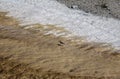 A bird walking in Mammoth Hot Springs in Yellowstone