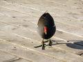 Bird walking on the woud Royalty Free Stock Photo