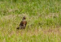 The bird walks on the grass in search of insects and worms