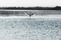 Bird walks on the water to take flight in the middle of nature