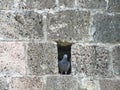 Bird in wall