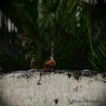 Bird on the wall with rain