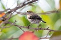 Adult Male Yellow House Finch - 1