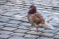 Pigeon guarding the Vatican in Rome Royalty Free Stock Photo