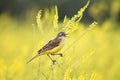 The bird was a Wagtail came for a summer flowering meadow yellow Royalty Free Stock Photo