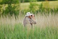 Bird watcher observing wildlife from reed grass