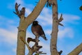 Bird watching in Nepal Far West Darchula Dadeldhura Wildlife in Shivapuri