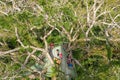 Bird Watching Observation Tower, Amazon Rainforest