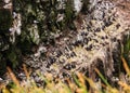 Bird Watching Summer Outdoors Activities at Latrabjarg Bird Cliff, Westfjords, Iceland, Europe. Royalty Free Stock Photo