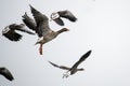 Flying greylag geese crossing the mud flats of the Northsea