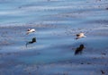 Bird watching the water and catching fishers Royalty Free Stock Photo