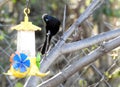 Bird watching water fountain