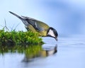 Bird on the water.