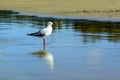 Bird in the water on the beach