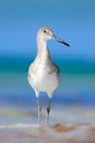 Bird in the water, blue sea surface. Willet, Catoptrophorus semipalmatus, sea water bird in the nature habitat. Animal on the ocea Royalty Free Stock Photo