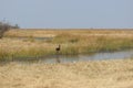 Bird on water