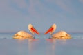 Bird in the water. Dalmatian pelican, Pelecanus crispus, landing in Lake Kerkini, Greece. Pelican with open wings. Wildlife scene Royalty Free Stock Photo