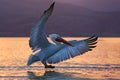 Bird in the water. Dalmatian pelican, Pelecanus crispus, landing in Lake Kerkini, Greece. Pelican with open wings. Wildlife scene Royalty Free Stock Photo