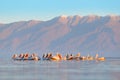 Bird in the water. Dalmatian pelican, Pelecanus crispus, landing in Lake Kerkini, Greece. Pelican with open wings. Wildlife scene Royalty Free Stock Photo