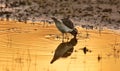 Bird, water and drink in natural habitat for conservation, ecosystem and environment for wildlife. Killdeer, urban and Royalty Free Stock Photo