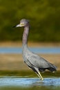 Bird in the water with first morning sun light. Little Blue Heron, Egretta caerulea, in the water, early morning scene, Florida US Royalty Free Stock Photo