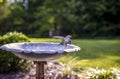 Bird Water Fountain Royalty Free Stock Photo