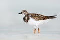 Bird in the water. Funny image of bird. Ruddy Turnstone, Arenaria interpres, in the water, with open bill, Florida, USA. Wildlife