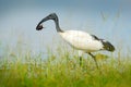 Bird in water grass with big insect in the bill. Wildlife scene from Okavango delta, Botswana. Sacred Ibis, Threskiornis aethiopic Royalty Free Stock Photo