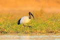 Bird in water grass. Wildlife scene from Chobe, Botswana. Sacred Ibis, Threskiornis aethiopicus, white bird with black head. Ibis Royalty Free Stock Photo